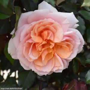 Floribunda Rose – Soul Sister Sunbelt – #3 Container