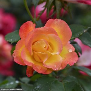Floribunda Rose – Sunset Horizon – #2 Container