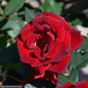 Floribunda Rose – Dancing In The Dark – #3 Container