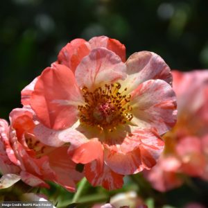 Floribunda Rose – Alfred Sisley – #3 Container