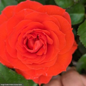 Floribunda Rose – True Crush – #2 Container
