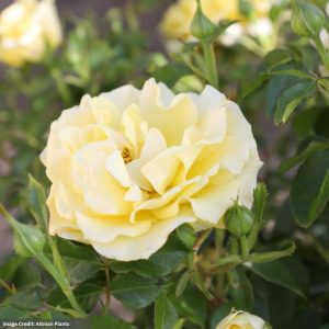 Floribunda Rose – True Darling – #2 Container