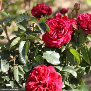 Floribunda Rose – True Endearment – #2 Container