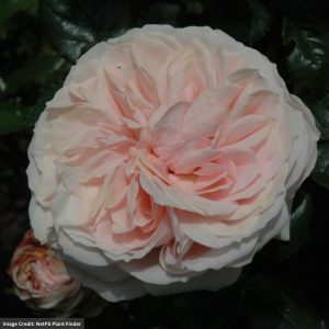 Floribunda Rose – Veranda Cream (Tree) – #3 Container