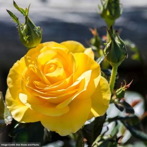Floribunda Rose – Veranda Sunbeam (Tree) – #3 Container