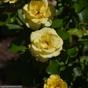 Floribunda Rose – Gilded Sun (Tree) – #5 Container