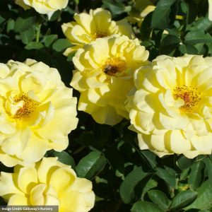 Floribunda Rose – Bee Heaven – #3 Container