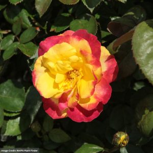 Floribunda Rose – Garden Flame Sunbelt – #3 Container