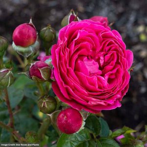 Floribunda Rose – Powerpuff Pink – #3 Container