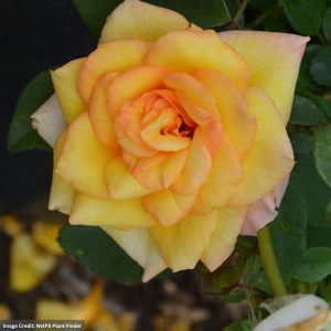 Grandiflora Rose – Gold Medal® (Tree) – #5 Container