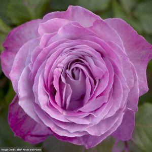 Grandiflora Rose - Nicole Carol Miller - #3 Container