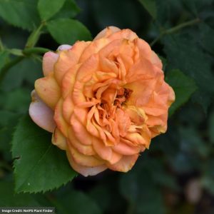 Grandiflora Rose – Crazy Love Sunbelt – #3 Container