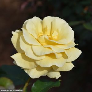 Grandiflora Rose – Sunshine Daydream – #3 Container