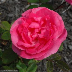 Grandiflora Rose – Tahitian Treasure – #2 Container