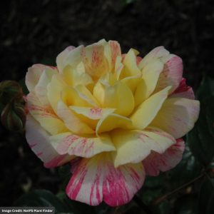 Grandiflora Rose - All American Magic - #3 Container