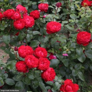 Grandiflora Rose - Tiamo - #3 Container