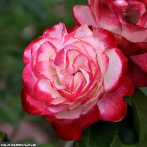 Grandiflora Rose – Cherry Parfait (Tree) – #5 Container