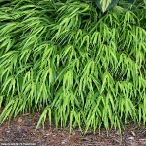 Hakone Grass (Hakonechloa) - All Gold - #1 Container