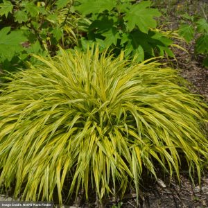 Hakone Grass (Hakonechloa macra) - Aureola - #1 Container