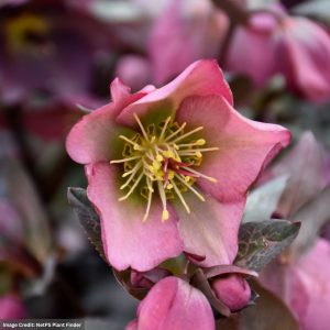 Hellebore – Frostkiss® Dorothy Dawn – #1 Container