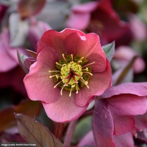 Hellebore - Penny's Pink - #1 Container