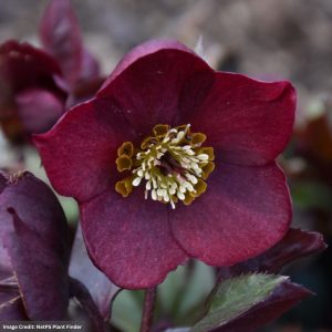Hellebore - Honeymoon® Rome In Red - #1 Container
