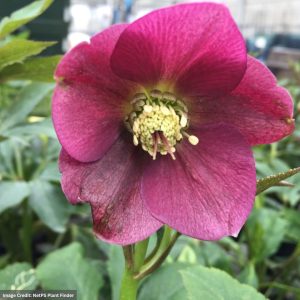 Hellebore - Royal Heritage - 1 Qt Container