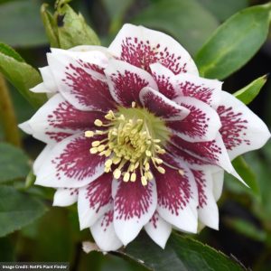 Hellebore - Winter Jewels® Double Painted - 1 Qt Container