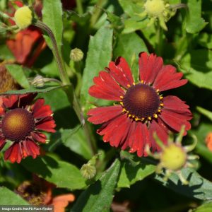 Sneezeweed (Helenium autumnale) - Hayday™ Red - #1 Container