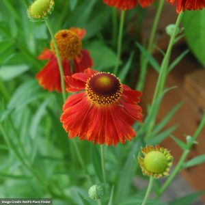 Sneezeweed (Helenium) - Moerheim Beauty - #1 Container