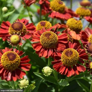 Sneezeweed (Helenium autumnale) - Mariachi™ Salsa - #1 Container