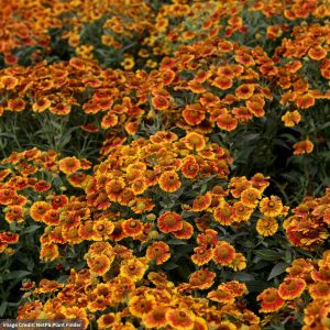 Sneezeweed (Helenium autumnale) - Salud™ Embers - #1 Container