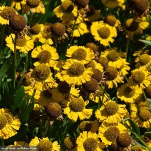 Sneezeweed (Helenium autumnale) - Salud™ Golden - #1 Container