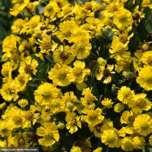 Sneezeweed (Helenium autumnale) - Salud™ Yellow - #1 Container