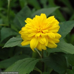 Sunflower (Helianthus) - Loddon Gold - #1 Container