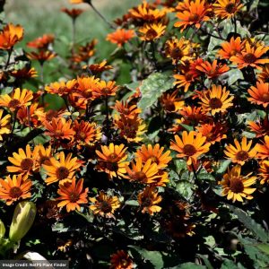 False Sunflower (Heliopsis helianthoides) - Bleeding Hearts - #1 Container