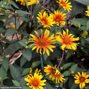 False Sunflower (Heliopsis helianthoides) - Burning Heart - #1 Container
