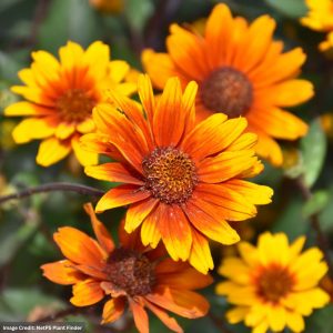 False Sunflower (Heliopsis helianthoides) - Summer Eclipse - #1 Container