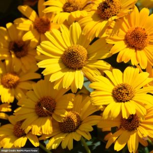 False Sunflower (Heliopsis helianthoides) - Tuscan Sun - #1 Container