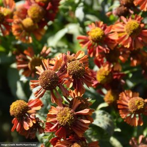 Sneezeweed (Helenium) - Ruby Tuesday - #1 Container