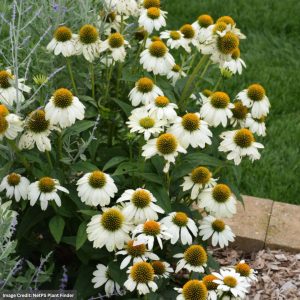 Coneflower (Echinacea) – Pow Wow White – #1 Container