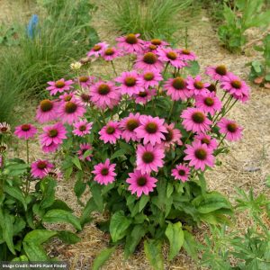 Coneflower (Echinacea) – Pow Wow Wild Berry – #1 Container