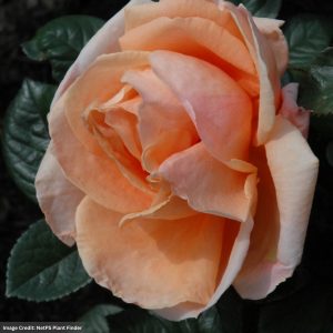 Hybrid Tea Rose – Abbaye De Cluny – #3 Container