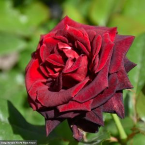 Hybrid Tea Rose – Black Baccara – #3 Container