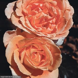 Hybrid Tea Rose - Bronze Star - #3 Container