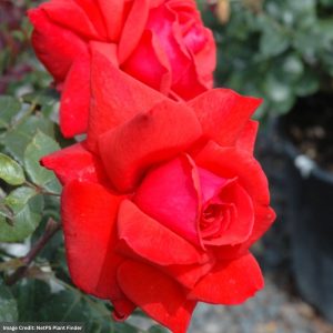 Hybrid Tea Rose – Dolly Parton – #3 Container