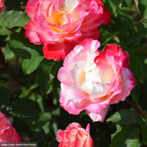 Hybrid Tea Rose – Double Delight (Tree) – #5 Container