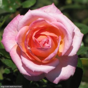 Hybrid Tea Rose – Elle – #3 Container