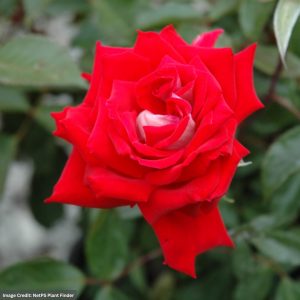 Hybrid Tea Rose - Fire n Ice - #3 Container