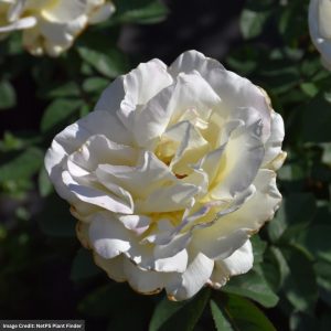 Hybrid Tea Rose – Garden Party – #3 Container